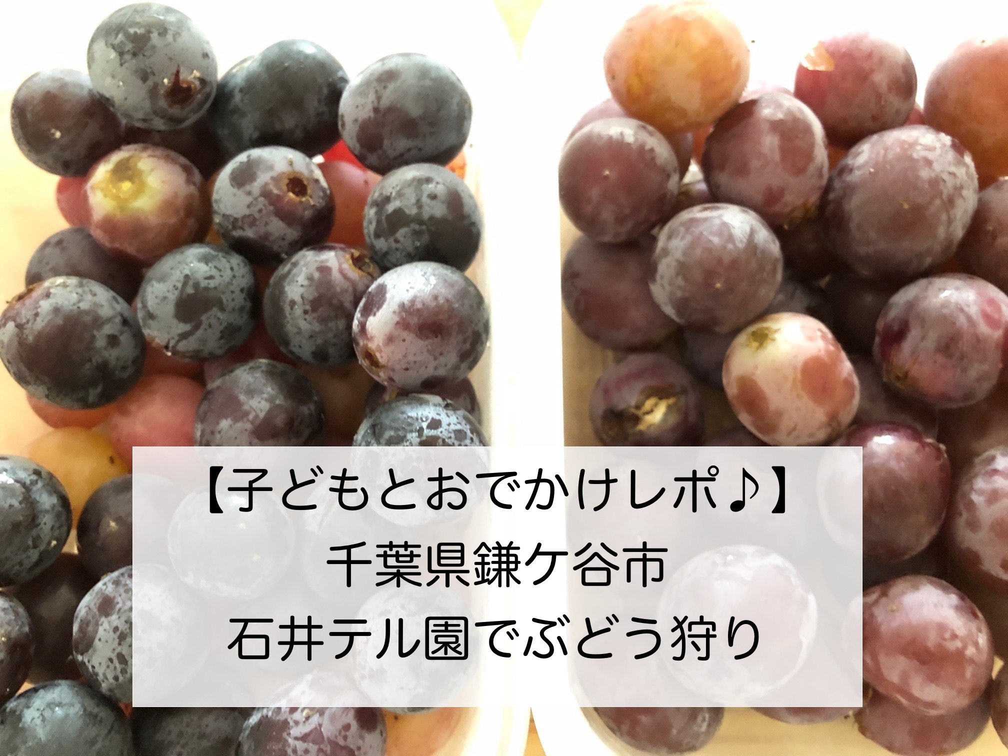 年版 東京近郊でぶどう狩り体験 鎌ヶ谷の石井テル園で美味しいぶどうと梨を堪能 無力父ちゃんのブログやろうぜ